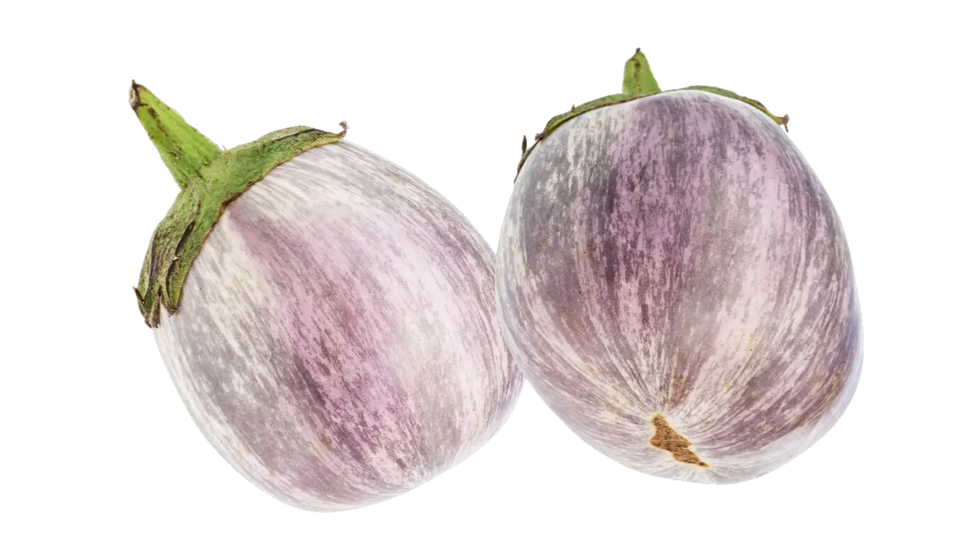 Aubergine Ronde Rosa Bianca