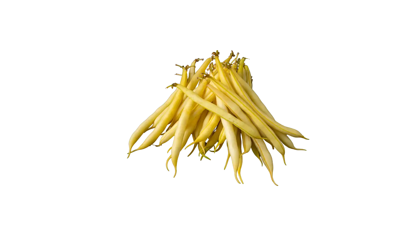 Haricot Nain Beurre Dior