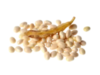 Haricot Coco Nain Blanc