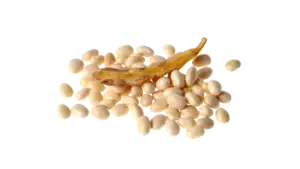 Haricot Coco Nain Blanc