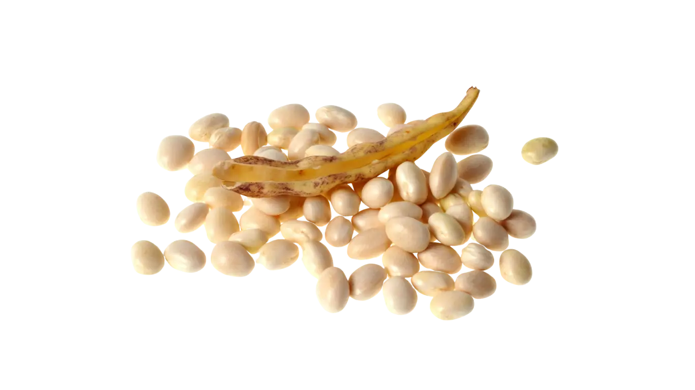 Haricot Coco Nain Blanc