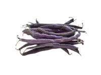 Haricot Purple Queen