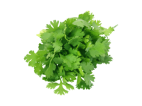 Coriandre Officinal