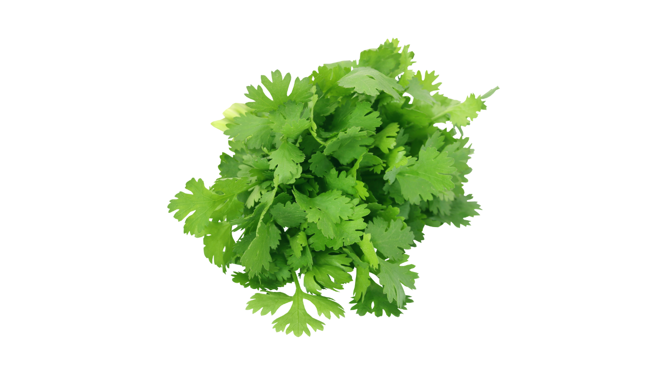 Coriandre Officinal