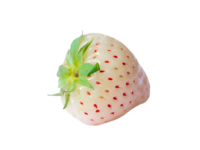 Fraise Blanche