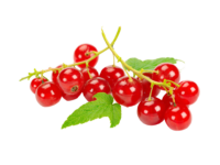Groseille Rouge