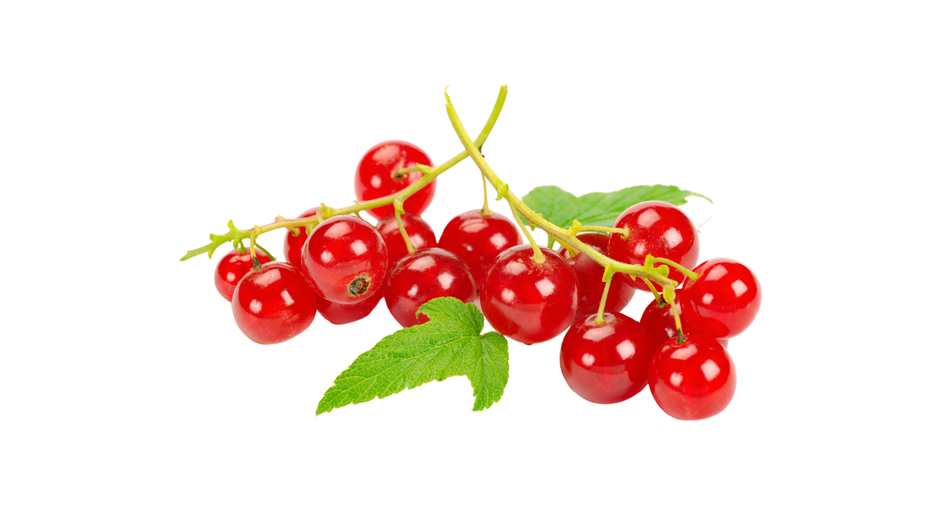 Groseille Rouge
