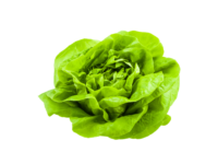Laitue Appia Sucrine