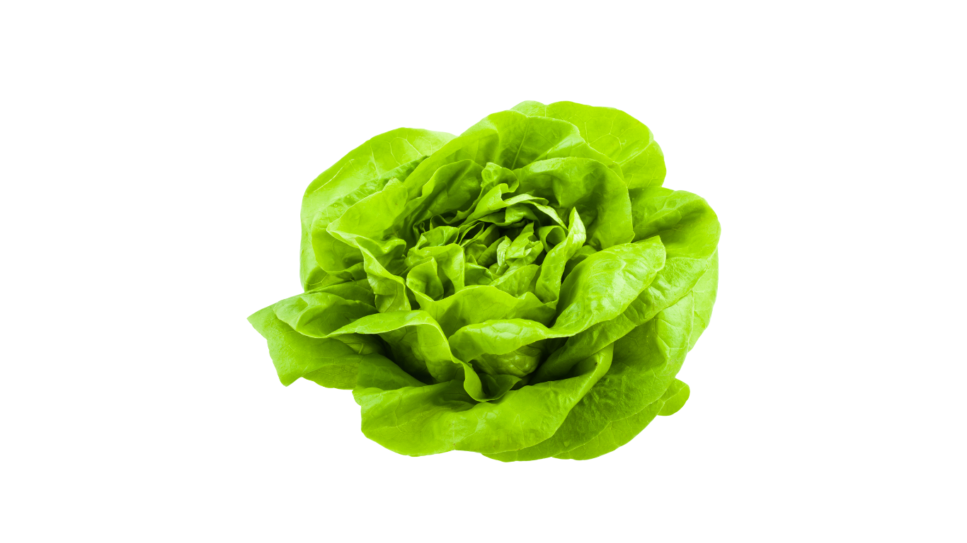 Laitue Appia Sucrine