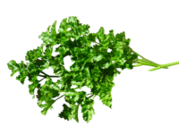 Persil Frisé Vert